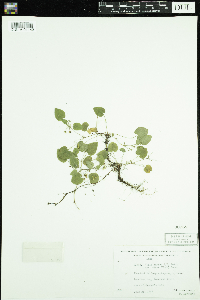 thumbnail image of current specimen