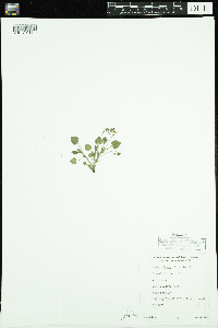 thumbnail image of current specimen