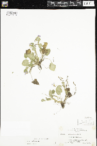 Viola adunca image