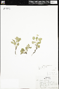 Viola adunca image