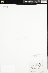 Viola adunca image