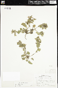 Viola adunca image