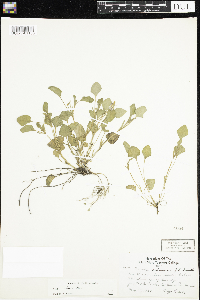 Viola adunca image