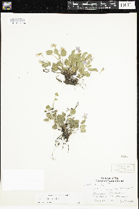 Viola adunca image