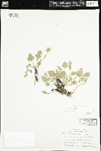 Viola adunca image