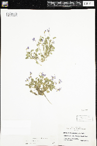 Viola adunca image