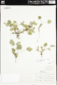 Viola adunca image