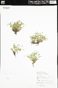 Viola adunca image