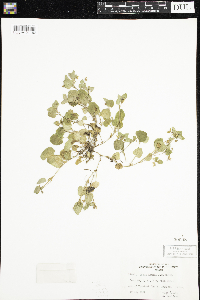 Viola adunca image