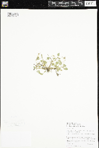 Viola adunca image