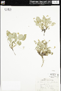 Thumbnail image of current specimen