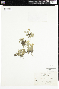 thumbnail image of current specimen