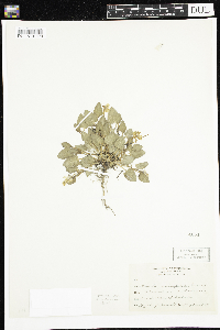 Media resource of Lophion anisopetalum