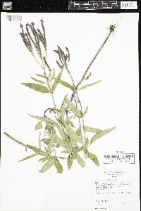 Verbena hastata image