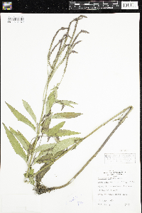 Verbena hastata image