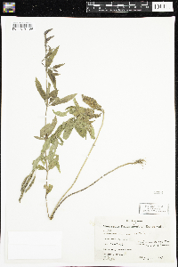 Verbena hastata image