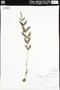 Verbena hastata image