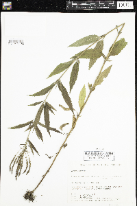 Verbena hastata image