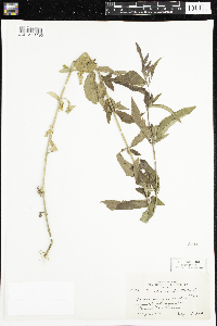 Verbena hastata image
