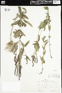 Verbena hastata image