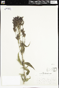 Verbena hastata image