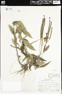 Verbena hastata image