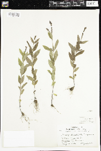 Verbena hastata image