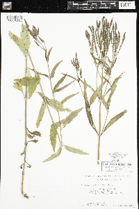 Verbena hastata image