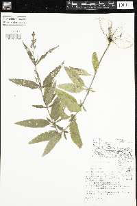 Verbena hastata image