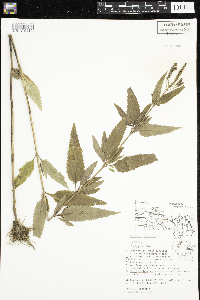 Verbena hastata image