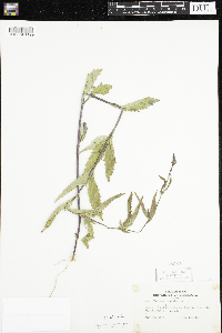 Verbena hastata image