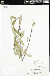 Verbena hastata image