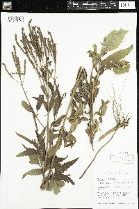 Verbena hastata image