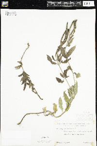 Verbena hastata image