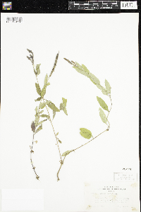 Verbena hastata image