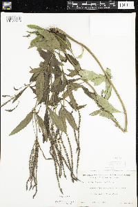 Verbena hastata image
