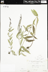 Verbena hastata image