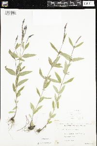 Verbena hastata image