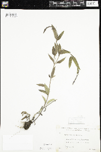 Verbena hastata image