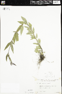 Verbena hastata image