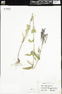 Verbena hastata image
