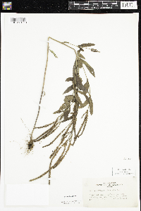 Verbena hastata image