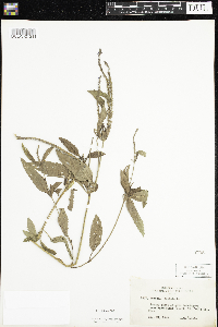 Verbena hastata image
