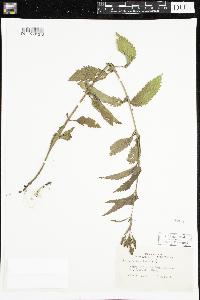 Verbena hastata image