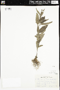 Verbena hastata image