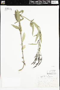 Verbena hastata image