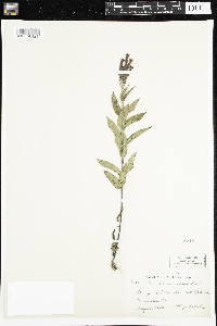 Verbena hastata image