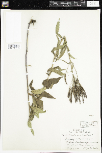 Verbena hastata image