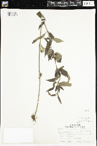 Verbena hastata image