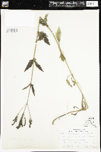 Verbena hastata image